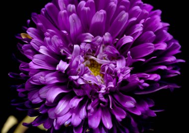 siyah bir arka plan üzerinde izole aster çiçekler