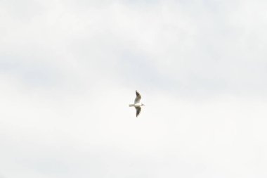 kuşlar martılar mavi gökyüzü ve beyaz bulutlar gün