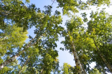 orman manzaralı aşağıdan gökyüzüne huş ağacı