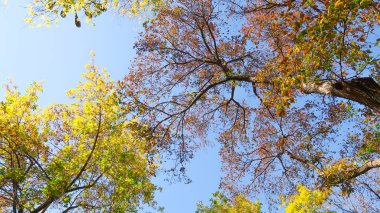 ağaç görünümünü aşağıdan gökyüzüne sonbahar manzara bırakır