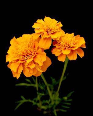 Tagetes siyah arka plan üzerine izole çiçek
