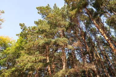 çam ormanı görünümünden alt gökyüzü