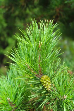 büyük yeşil bir ağaç ladin iğne