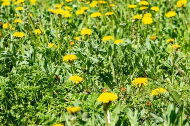 manzara, sarı karahindiba çiçek yeşil çim bahar