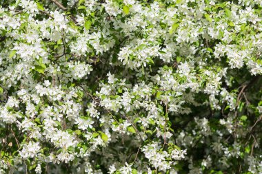 elma ağacı çiçek Peyzaj doğal