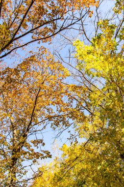 ağaç görünümünü aşağıdan gökyüzüne sonbahar manzara bırakır