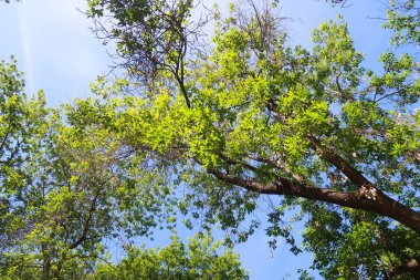yeşil ağaçların altındaki mavi gökyüzü görünümü karşı