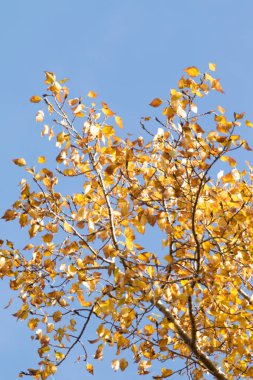 Sarı huş ağacı orman, geç sonbahar doğa manzara