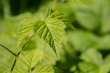 portre genç yeşil ahududu yaprakları