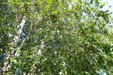 yeşil bir ağaç yaprak aşağıdan gökyüzüne