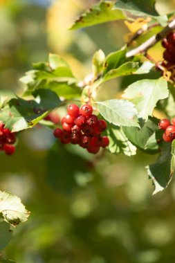 bir ağacın rowanberry kartopu sonbaharın kırmızı meyveler