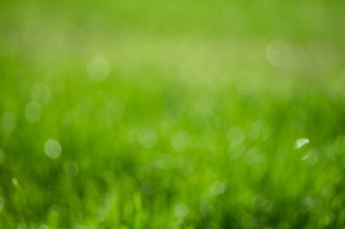 bulanık bokeh arka planı yeşil çimen