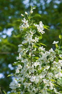 elma ağacı çiçek Peyzaj doğal