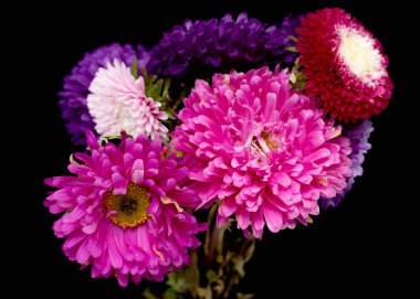 siyah bir arka plan üzerinde izole aster çiçekler