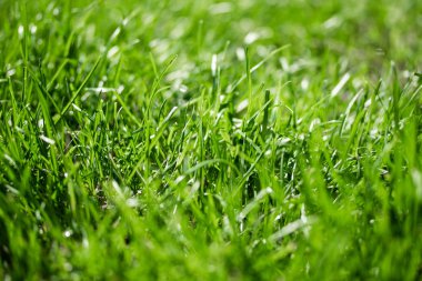 bulanık bokeh arka planı yeşil çimen