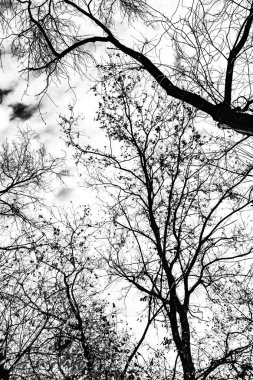 Beyaz arkaplanda ağaç dalları silueti