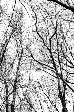 Beyaz arkaplanda ağaç dalları silueti