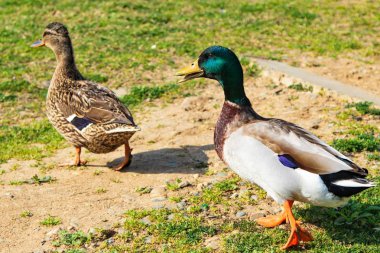 yeşil çayır üzerinde yaban ördekleri