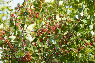 beyaz vahşi küçük meyveler üzerinde kırmızı elmalar