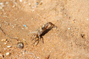 burrows kum üzerinde kum yengeç