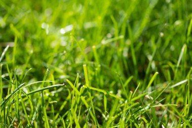 bulanık bokeh arka planı yeşil çimen