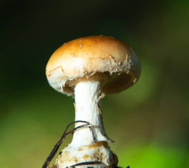 Ormana yakın çekim içinde mantar