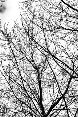 Beyaz arkaplanda ağaç dalları silueti