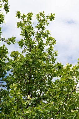 mavi gökyüzü arka planı yeşil ağaç yaprak