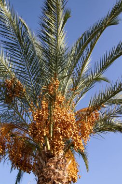 tarihleri bir palmiye ağacı doğa üzerinde büyümek