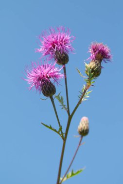 Serratula coronata. Mavi gökyüzü arka plan. Seçici odak, sosyal ağ kavramı.