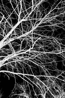 ağaç dalları siluet siyah arka plan üzerine beyaz