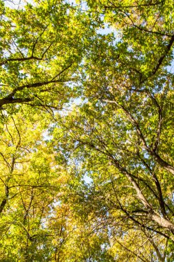 ağaç görünümünü aşağıdan gökyüzüne sonbahar manzara bırakır