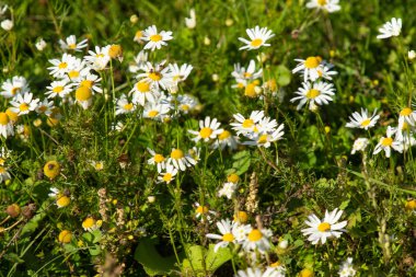 papatya çiçeği peyzaj alanı
