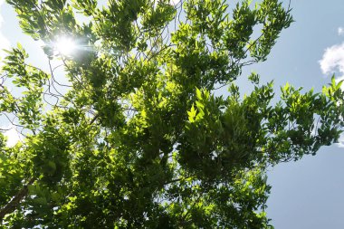 Aşağıdan yeşil orman bahar bakış bulutlar içine