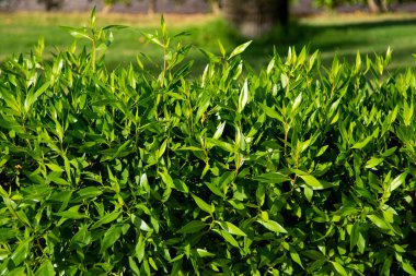 yeşil çit arka plan çay yaprakları.