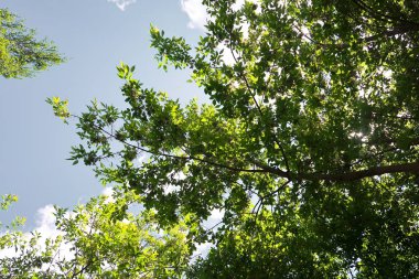 Aşağıdan yeşil orman bahar bakış bulutlar içine