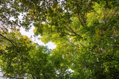 güzel sonbahar orman manzara doğa