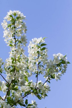 elma ağacı çiçek Peyzaj doğal