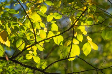 yakın çekim manzara sonbahar sarı ve yeşil yaprak