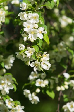 elma ağacı çiçek Peyzaj doğal