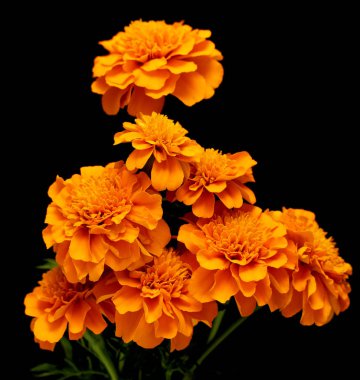 Tagetes siyah arka plan üzerine izole çiçek