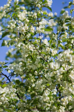 elma ağacı çiçek Peyzaj doğal