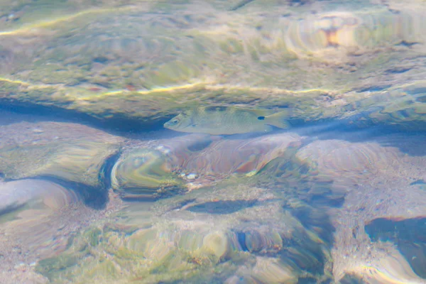 Rifffische Von Oben Betrachtet Vom Wasser Defokussiert — Stockfoto