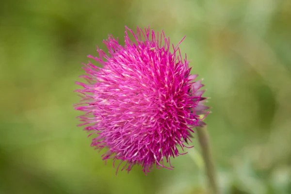 Thistle Flor Closeup Natureza — Fotografia de Stock