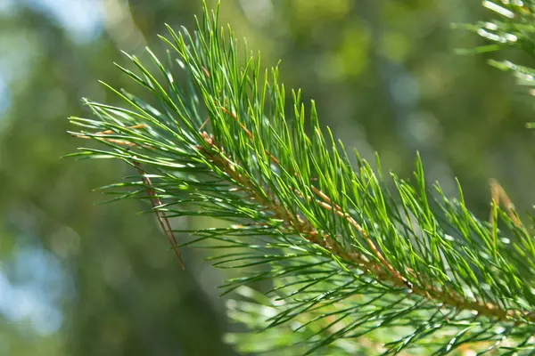 Grüne Fichtenzweige Schließen Sommer — Stockfoto