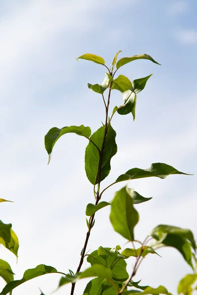 Grüne Baumblätter Vor Blauem Himmel — Stockfoto