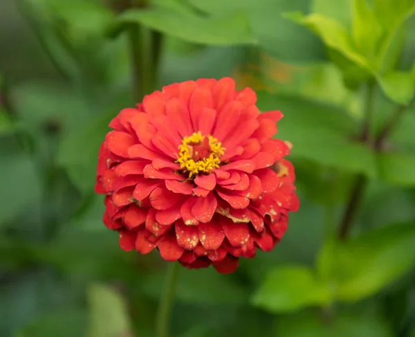 Flor Roja Cerca —  Fotos de Stock