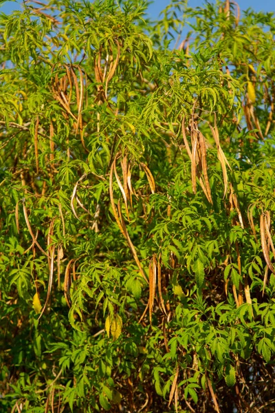 Zelené Stromy Příroda Afriky — Stock fotografie