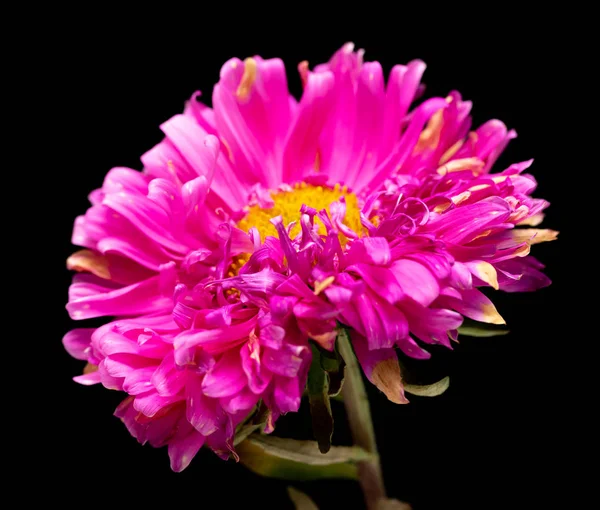 Flores Aster Isolado Fundo Preto — Fotografia de Stock