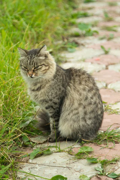 かわいい猫の屋外自然 — ストック写真